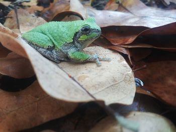 High angle view of a frog