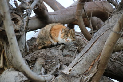 Cat sitting on branch