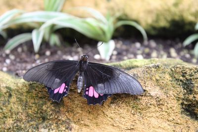 Close-up of butterfly on plant