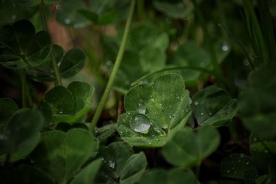 Close-up of wet plants