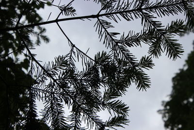 Low angle view of tree against sky