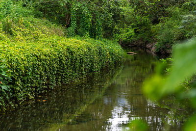 Scenic view of lake in forest