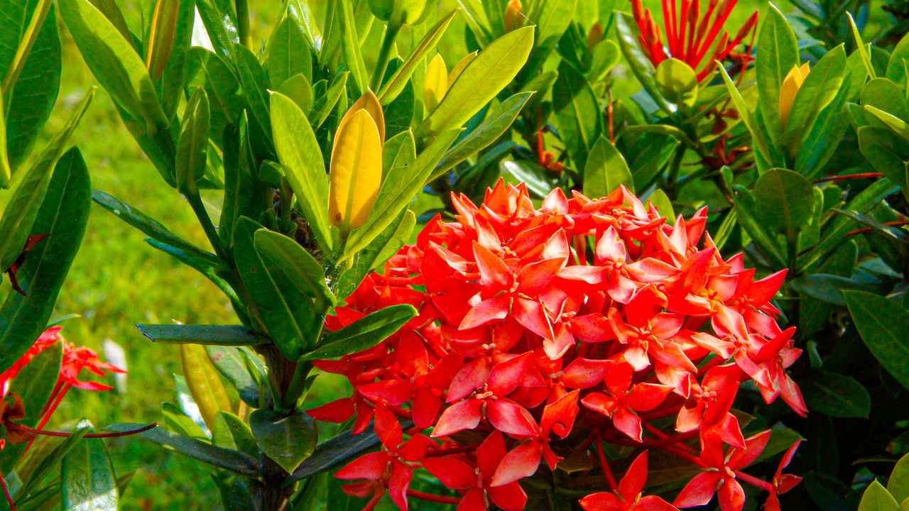 CLOSE-UP OF RED FLOWERS