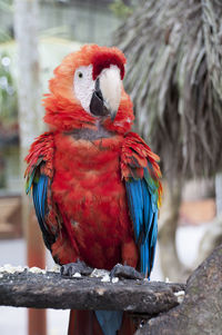 Close-up of parrot perching on branch