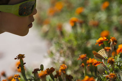 Close-up of boy looking at butterfly pollinating on orange flowers