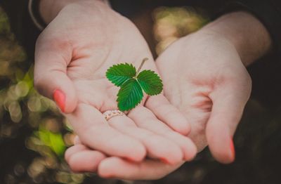 Close-up of small holding plant