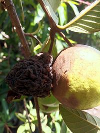 Close-up of fruit growing on tree