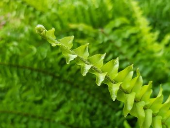 Close-up of fresh green leaves