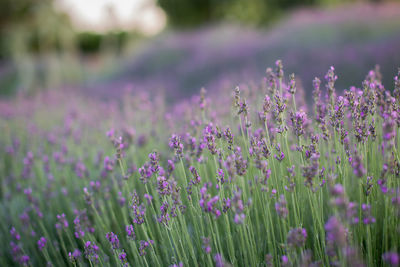 Close-up of purple flowering plants on field