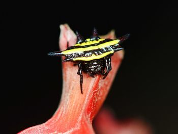 Close-up of insect