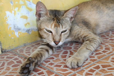 Close-up portrait of a cat lying on floor