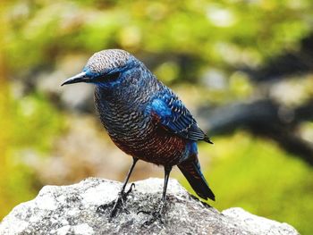 Close-up of bird perching on rock