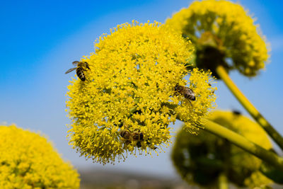 Close-up of bee pollinating on yellow flower