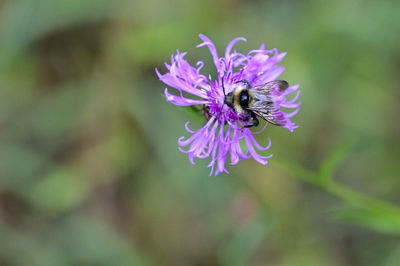 flowering plant