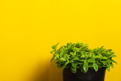 Close-up of potted plant against yellow wall
