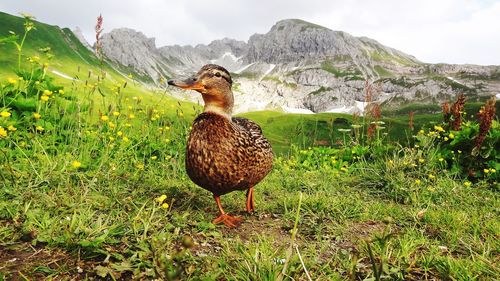 Bird in a field