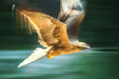 Close-up of bird flying