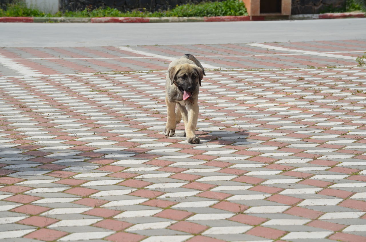 DOG WALKING ON FOOTPATH