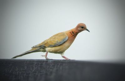 Close-up of bird perching against clear sky