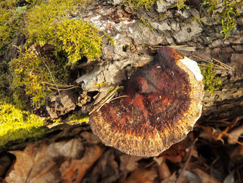 High angle view of mushroom growing on rock