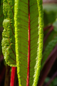 Close-up of fern leaf