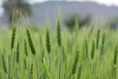 Close up of young green wheat on the field
