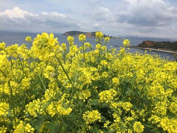 Scenic view of oilseed rape field against sky