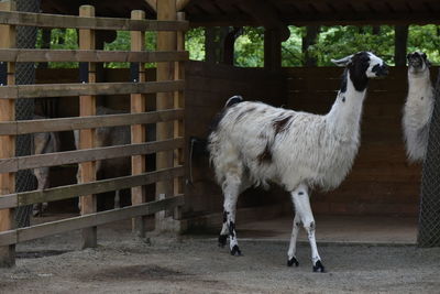 Llama standing in the fence