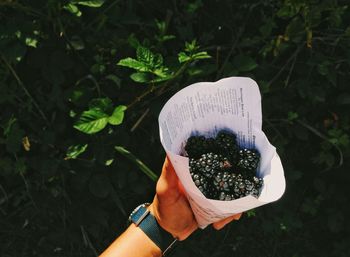 Close-up of woman holding plant