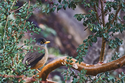 Bird perching on a tree