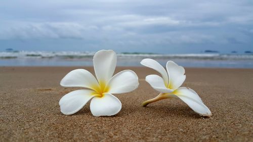 Close-up of white flower on beach