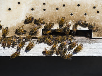 Close-up of bee on water