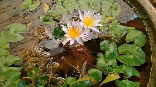 High angle view of flowering plant leaves in lake