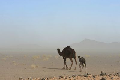 Camels in the desert