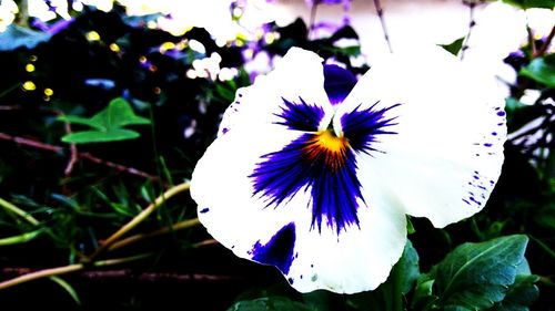 Close-up of purple flowering plant