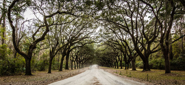 Road passing through forest