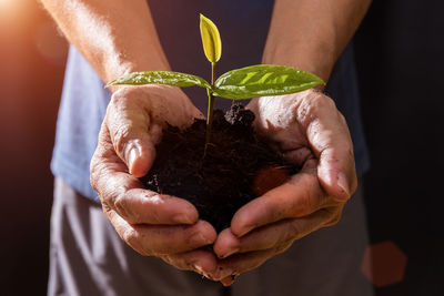 Close-up of hand holding plant