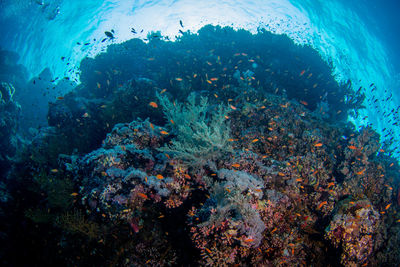 Fish in sea
