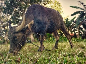 Horse grazing on grassy field