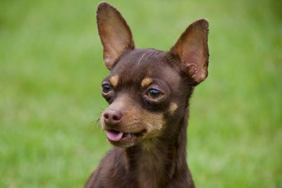 Close-up portrait of dog