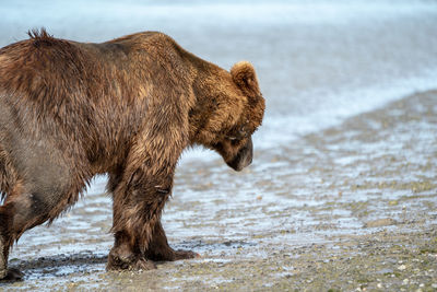 Side view of horse walking on beach