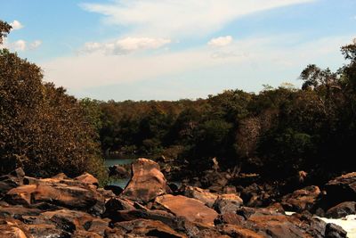 Rocks and trees in forest against sky