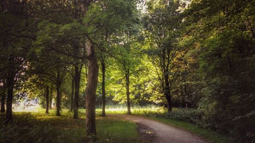 Road amidst trees in forest