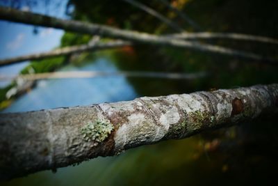 Close-up of water on tree