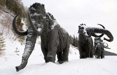 View of horse in winter