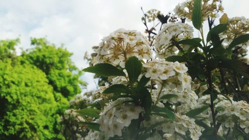 Close-up of white flowers blooming against sky