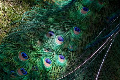 Close-up of peacock