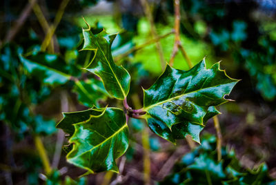 Close-up of leaves