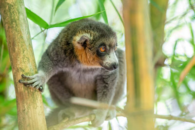 Close-up of monkey on tree