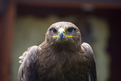 Close-up portrait of eagle perching outdoors